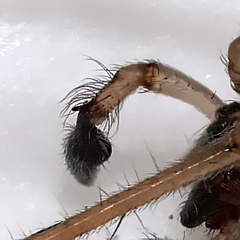 Cheiracanthium mildei