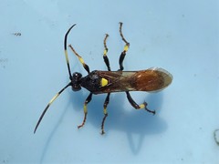 Ichneumon xanthorius