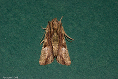 Meterana decorata