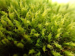 Racomitrium sudeticum