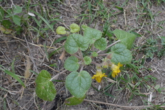 Ibicella parodii
