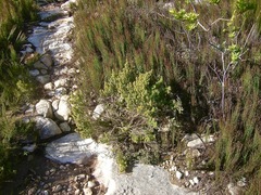 Aspalathus subtingens