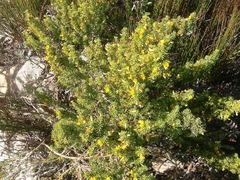 Aspalathus subtingens