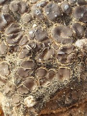 Clavascidium lacinulatum