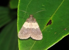 Hydrillodes plicaloides