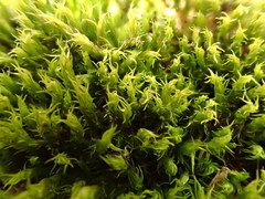 Racomitrium sudeticum