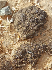 Clavascidium lacinulatum