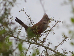 Rhinocrypta lanceolata