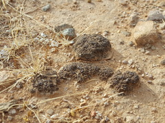 Clavascidium lacinulatum