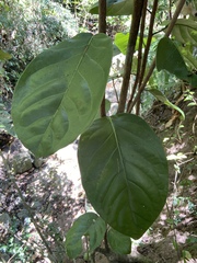 Coccoloba sintenisii