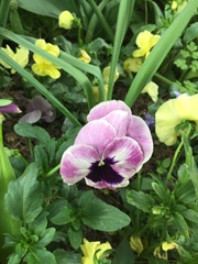 Viola × wittrockiana