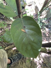 Coccoloba sintenisii