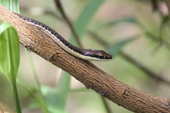 Dendrelaphis