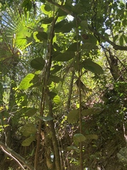 Coccoloba sintenisii