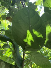 Coccoloba sintenisii