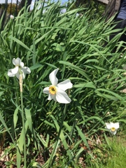 Narcissus