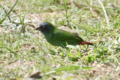 Erythrura pealii