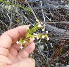 Erica spectabilis