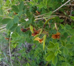 Chamaecytisus hirsutus