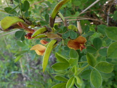 Chamaecytisus hirsutus
