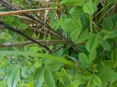 Chamaecytisus hirsutus