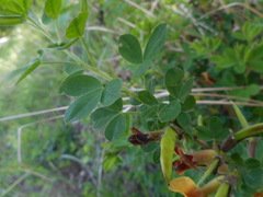 Chamaecytisus hirsutus