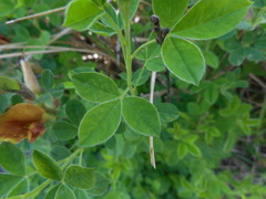 Chamaecytisus hirsutus