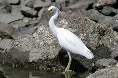 Egretta sacra