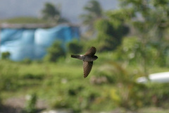 Aerodramus spodiopygius