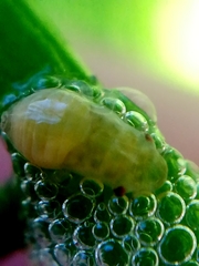 Aphrophoridae
