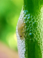 Aphrophoridae