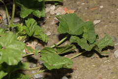 Malva sylvestris