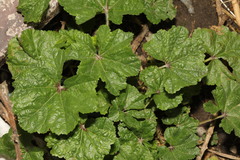 Malva sylvestris