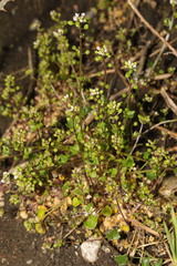Cardamine hirsuta