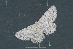 Catoria sublavaria