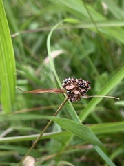 Luzula capitata