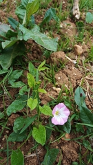 Convolvulus arvensis