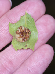 Phylloxera stoetzelae