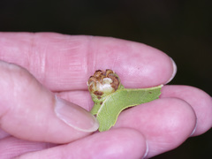 Phylloxera stoetzelae