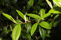 Cotoneaster × watereri