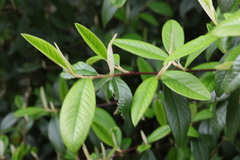 Cotoneaster × watereri