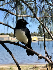 Rhipidura leucophrys