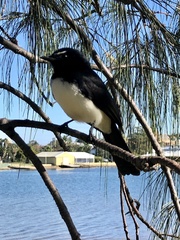 Rhipidura leucophrys