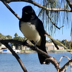 Rhipidura leucophrys