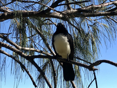 Rhipidura leucophrys