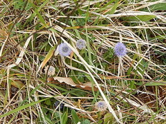 Globularia bisnagarica