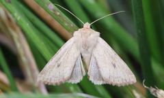 Protorthodes incincta