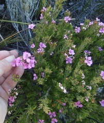 Acmadenia obtusata