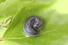 Arion circumscriptus