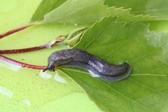 Arion circumscriptus